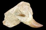 Fossil Mosasaur (Prognathodon) Jaw Section With Tooth - Morocco #116985-1